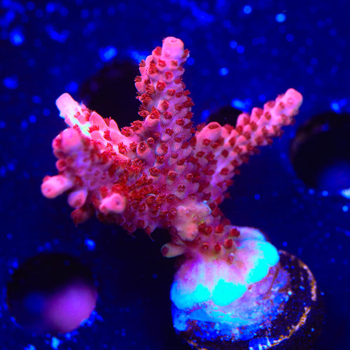 CB Maleficent Acropora XL Frag Coral