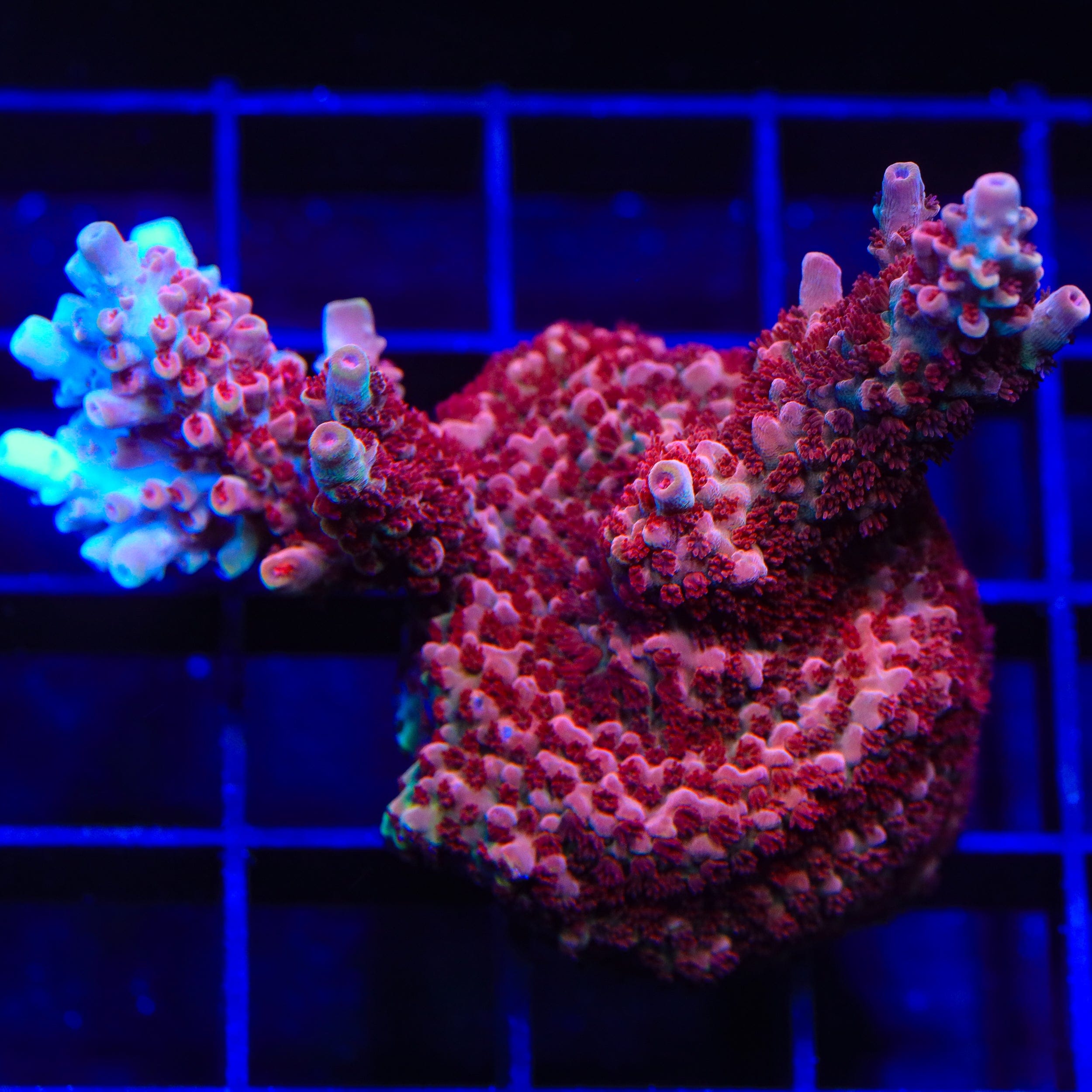 CB Maleficent Acropora XL Frag Coral