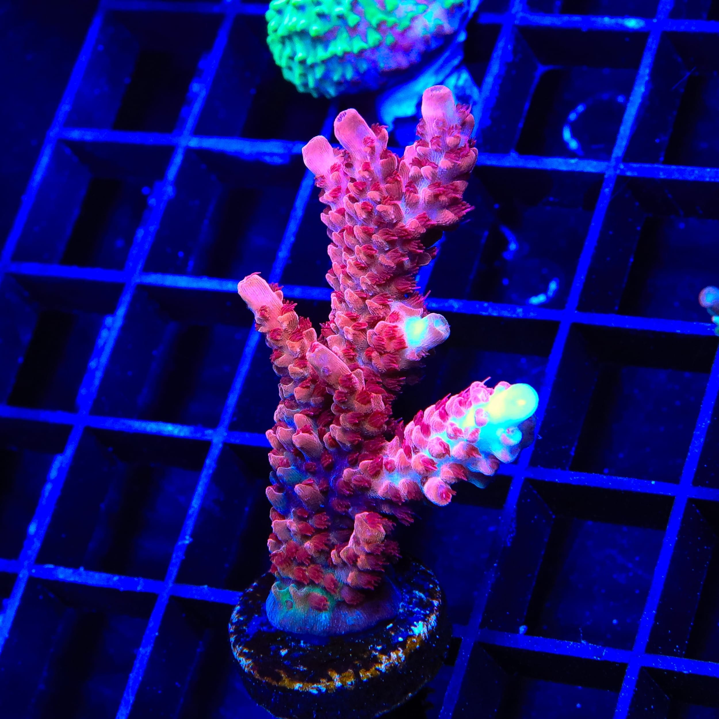 CB Maleficent Acropora XL Frag Coral – Top Shelf Aquatics