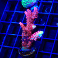 CB Maleficent Acropora XL Frag Coral