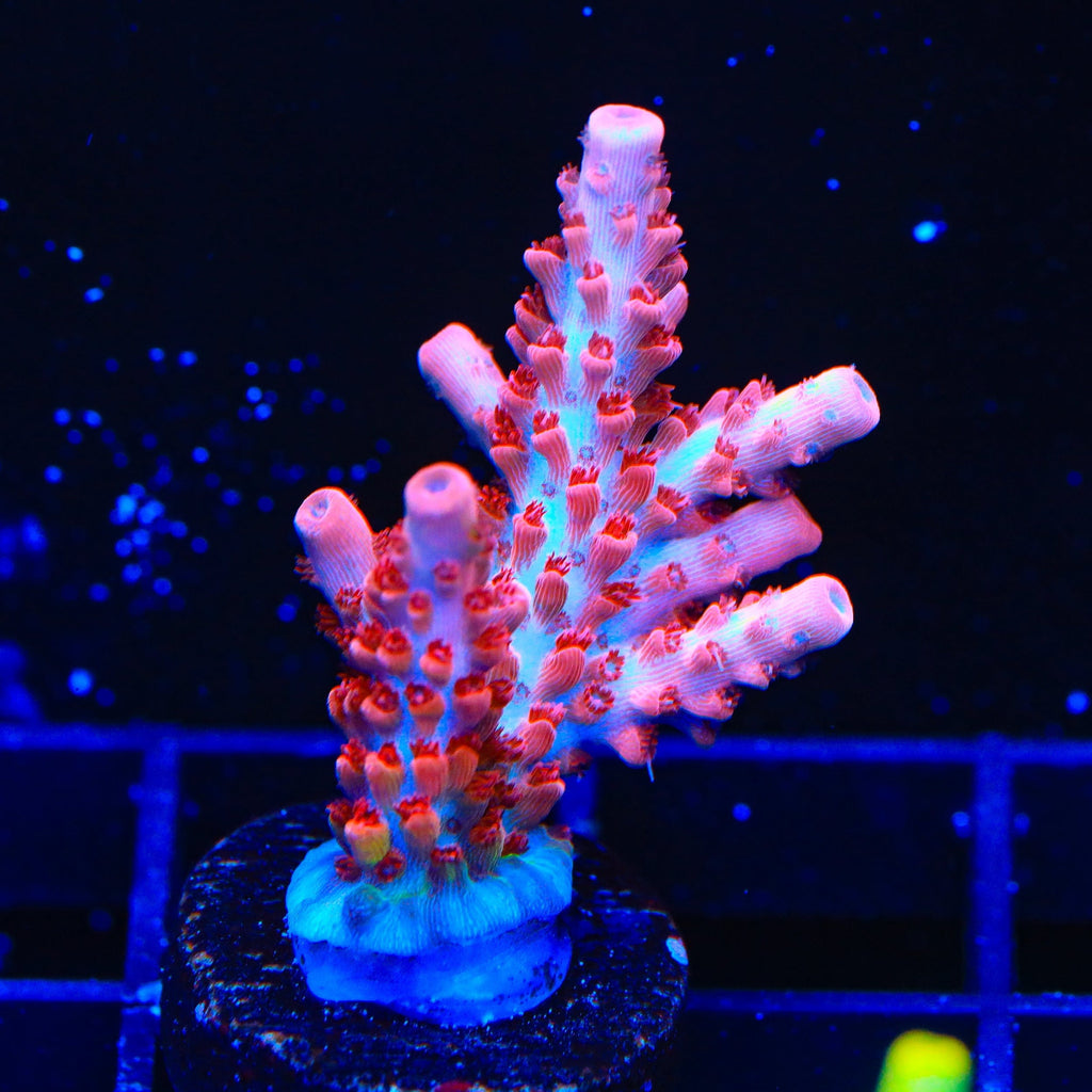 CB Maleficent Acropora XL Frag Coral