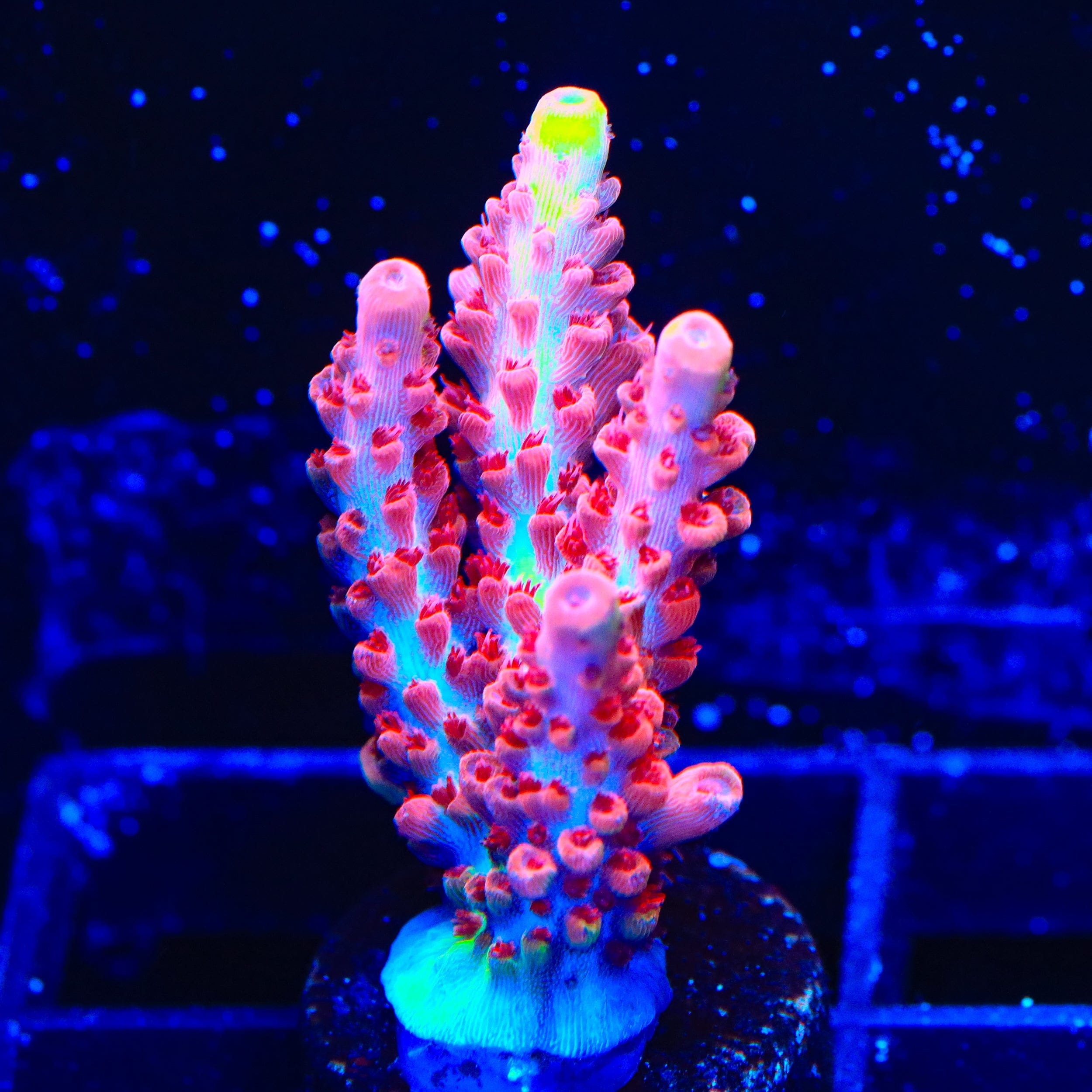 CB Maleficent Acropora XL Frag Coral