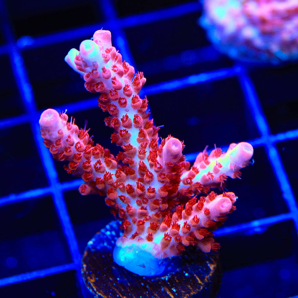 CB Maleficent Acropora XL Frag Coral