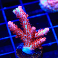 CB Maleficent Acropora XL Frag Coral