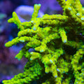 CB The Thing Anacropora Coral
