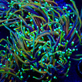 CC 21 Tails Torch Coral