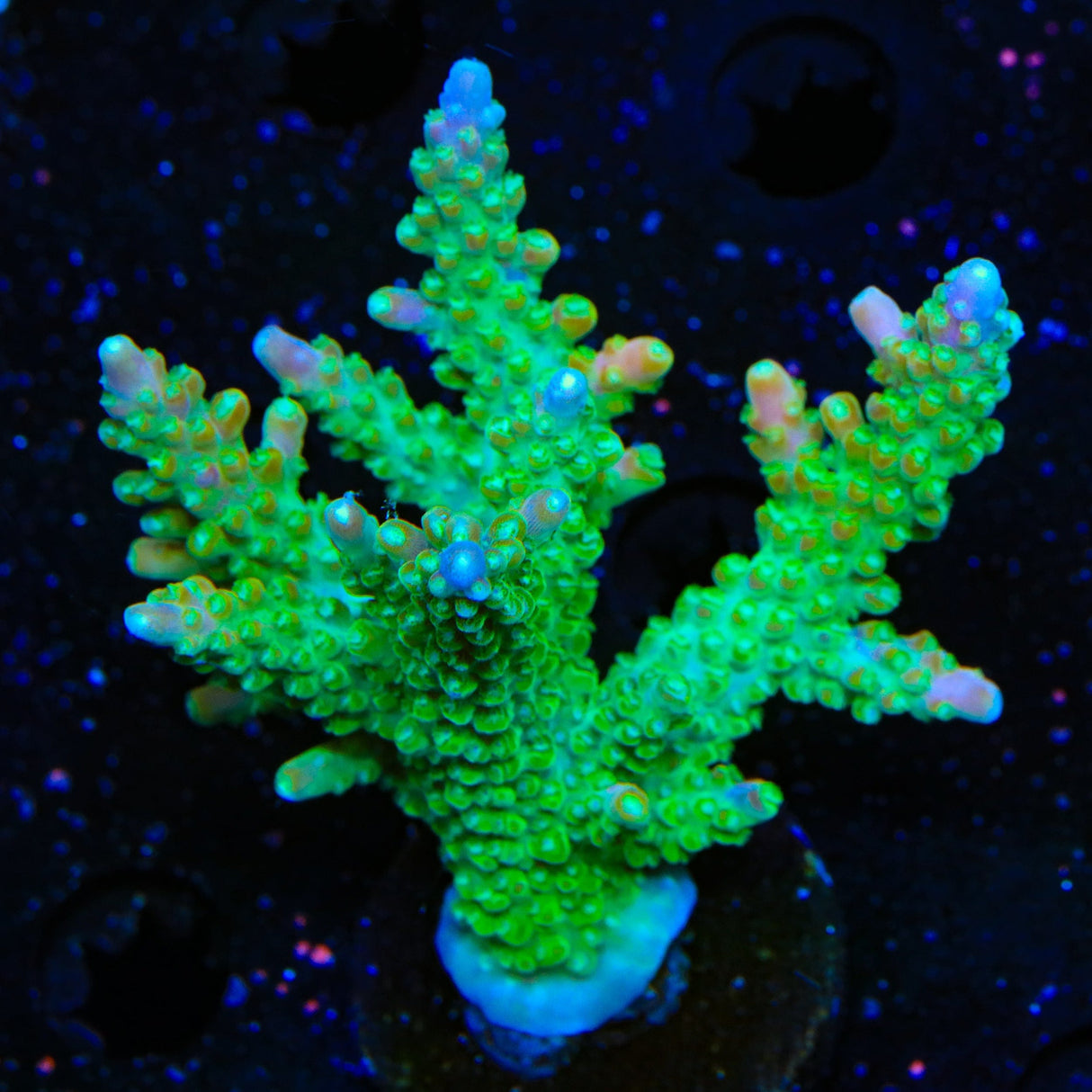 CC Banana Hammock Acropora Colony Coral