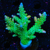 CC Banana Hammock Acropora Colony Coral