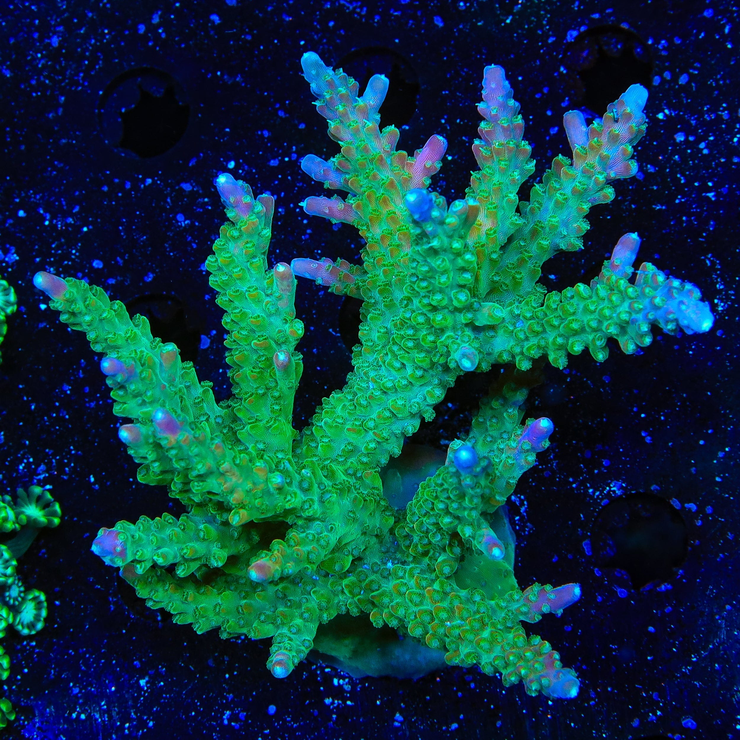 CC Banana Hammock Acropora Colony Coral