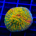 CC Cloudberry Chalice Coral