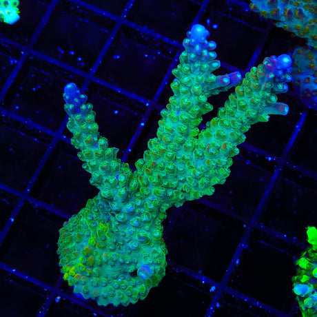 CC Grafted Banana Hammock Acropora XL Frag Coral