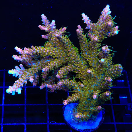 CC Voodoo Majick Acropora Colony Coral