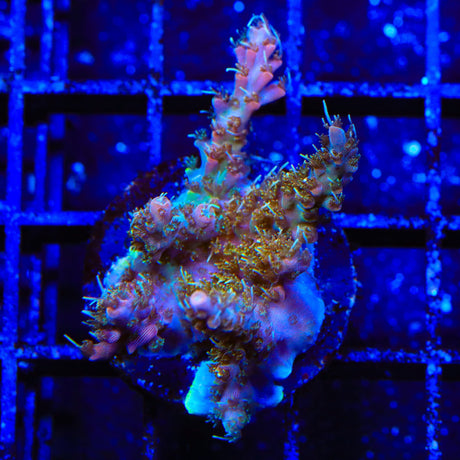 CC Voodoo Majick Acropora Coral