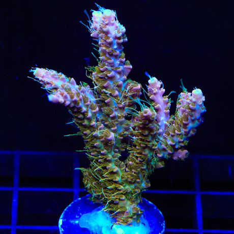 CC Voodoo Majick Acropora Coral