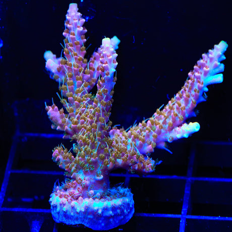 CC Voodoo Majick Acropora Coral