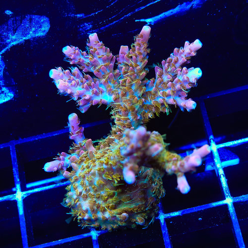 CC Voodoo Majick Acropora Coral