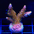 CC Voodoo Majick Acropora XL Frag Coral