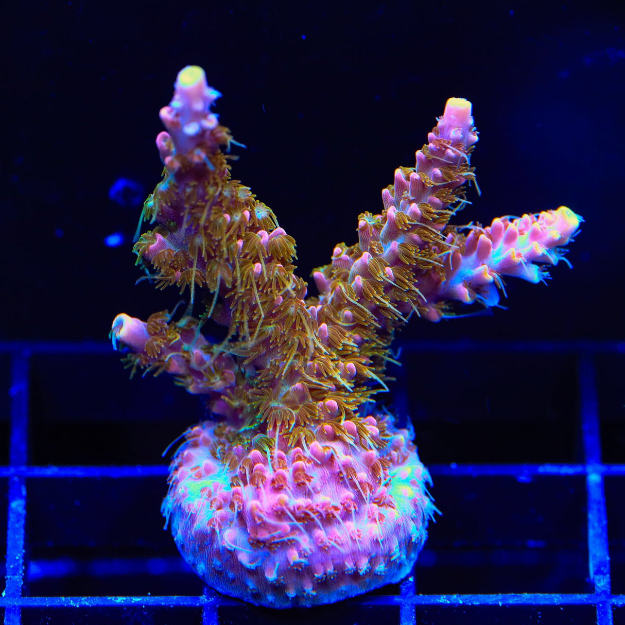CC Voodoo Majick Acropora XL Frag Coral