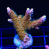 CC Voodoo Majick Acropora XL Frag Coral