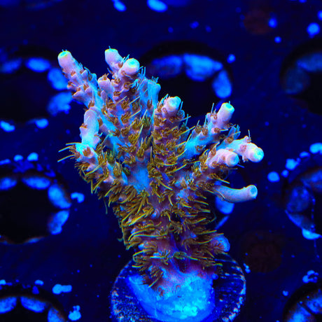 CC Voodoo Majick Acropora XL Frag Coral