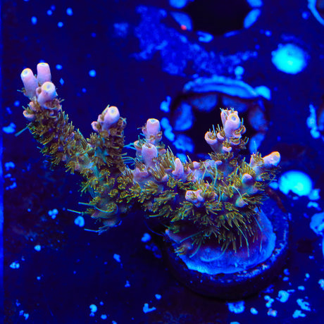 CC Voodoo Majick Acropora XL Frag Coral
