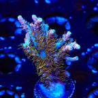 CC Voodoo Majick Acropora XL Frag Coral