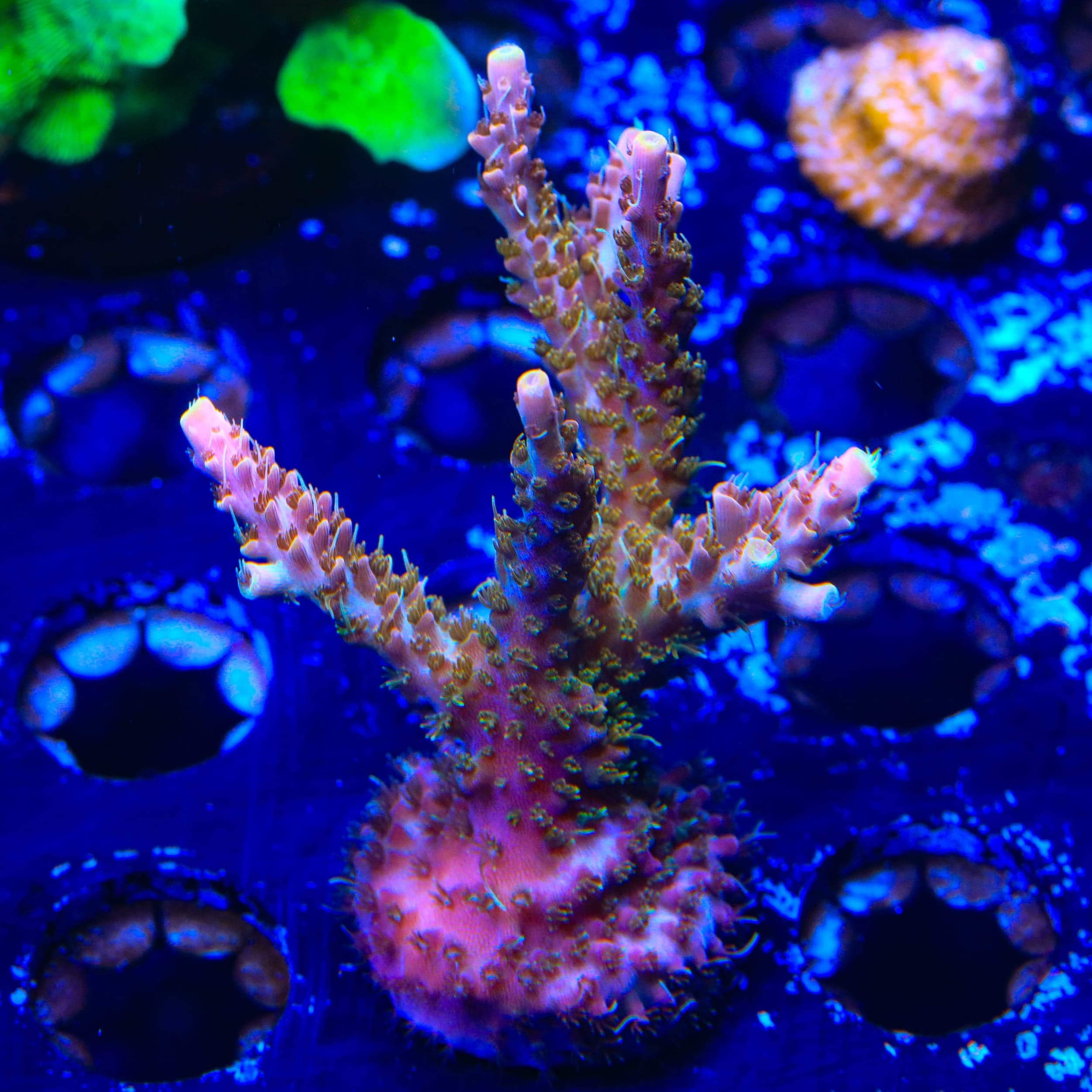 CC Voodoo Majick Acropora XL Frag Coral