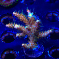 CC Voodoo Majick Acropora XL Frag Coral
