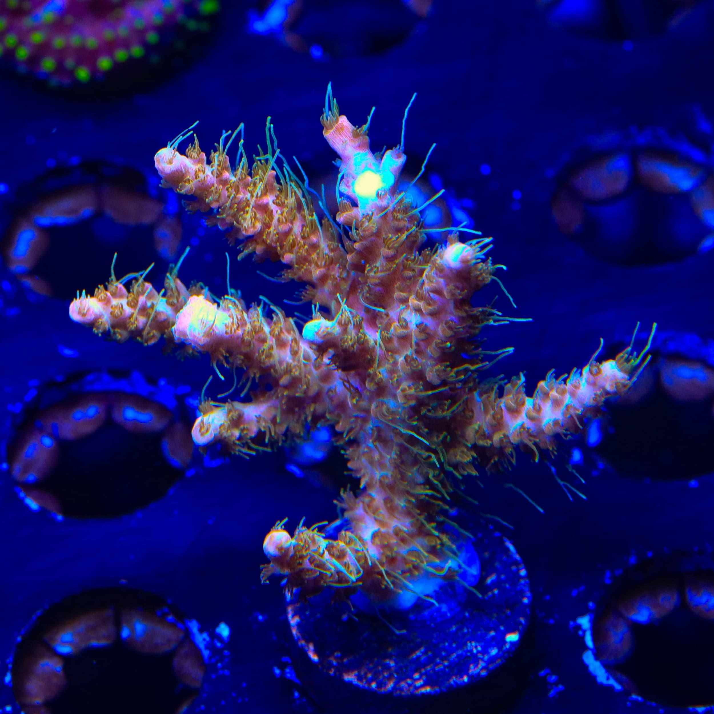 CC Voodoo Majick Acropora XL Frag Coral