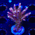 CC Voodoo Majick Acropora XL Frag Coral