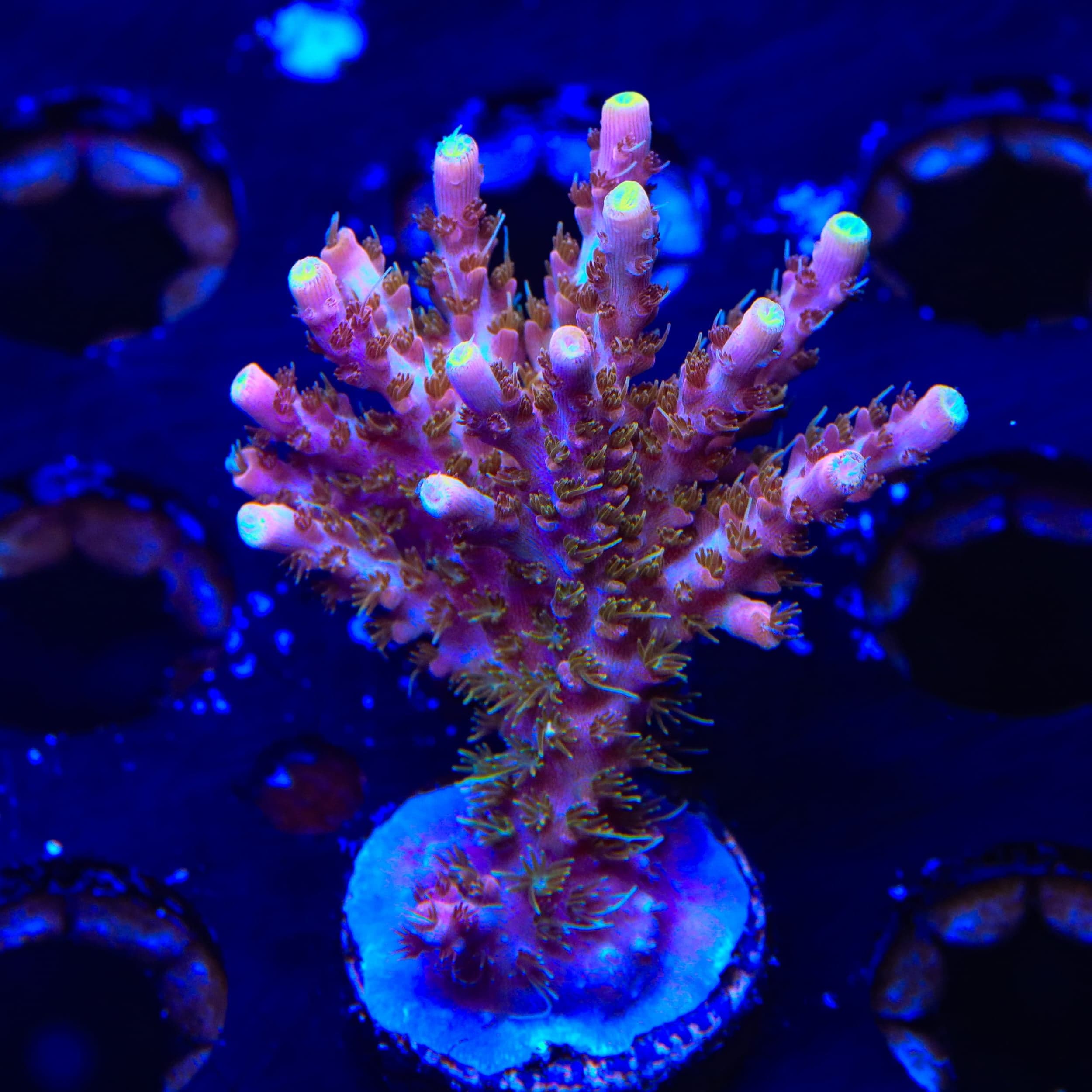 CC Voodoo Majick Acropora XL Frag Coral