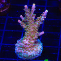 CC Voodoo Majick Acropora XL Frag Coral