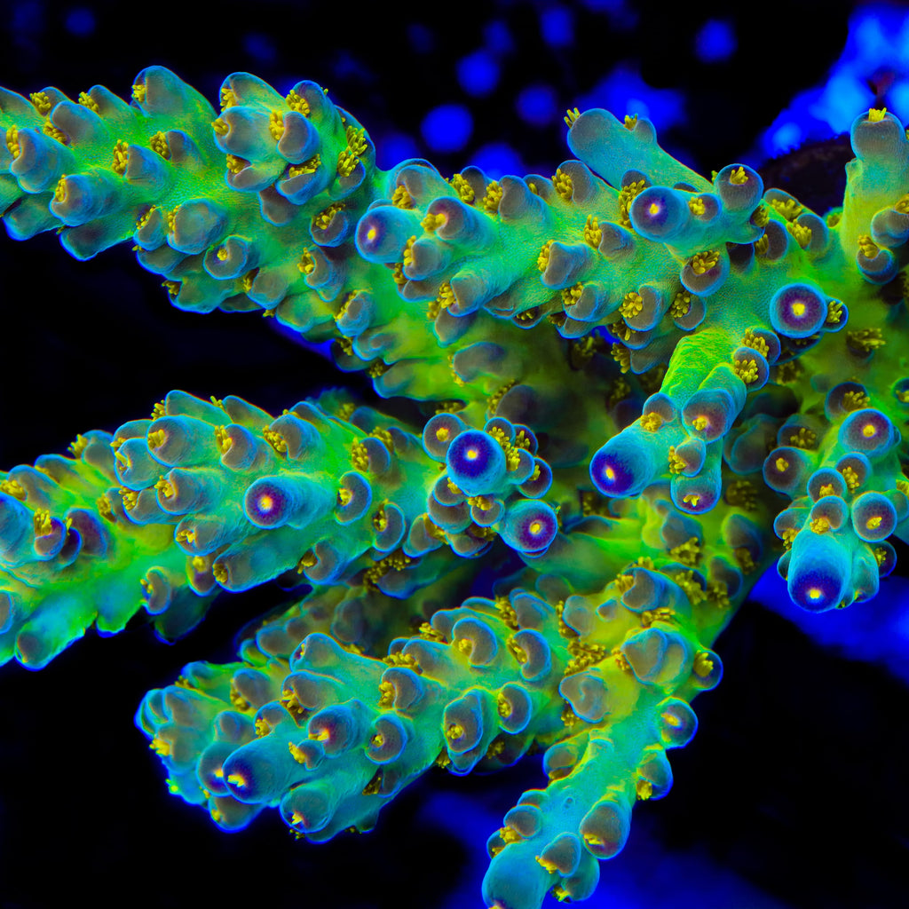 CCH Icarus Acropora Coral