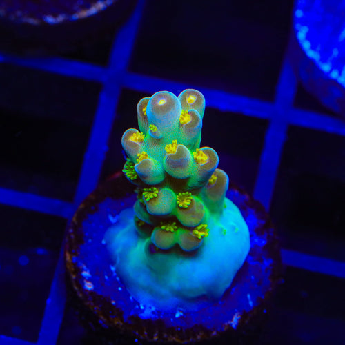 CCH Icarus Acropora Coral