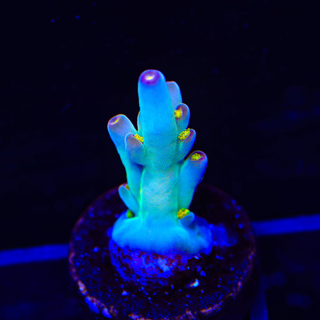 CCH Icarus Acropora Coral