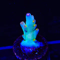 CCH Icarus Acropora Coral