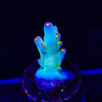 CCH Icarus Acropora Coral