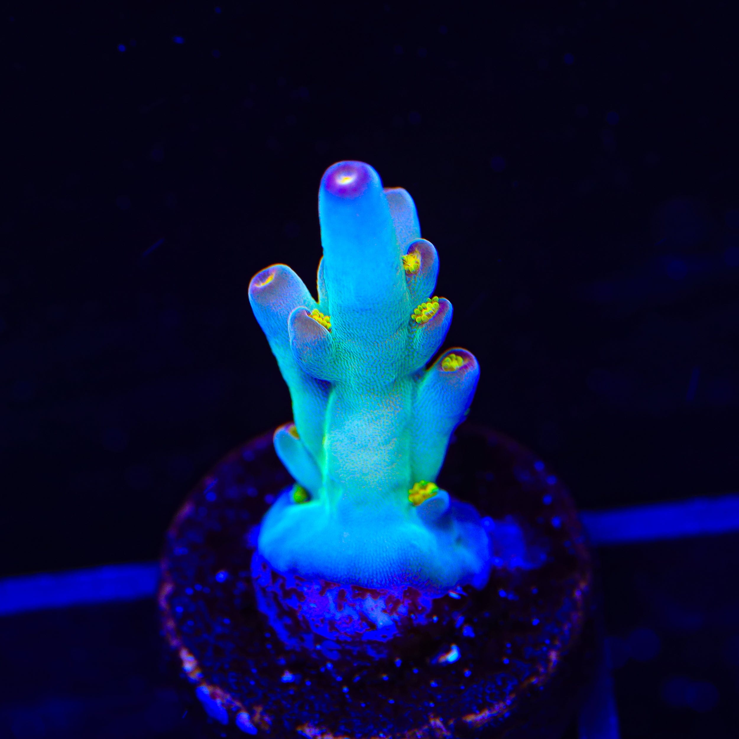 CCH Icarus Acropora Coral