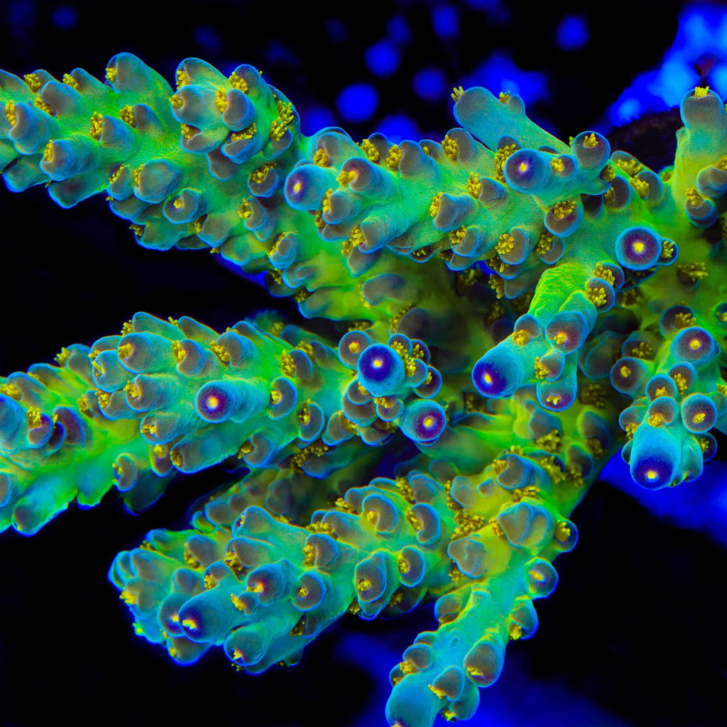 CCH Icarus Acropora Coral