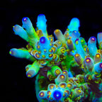 CCH Icarus Acropora Coral