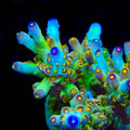 CCH Icarus Acropora Coral