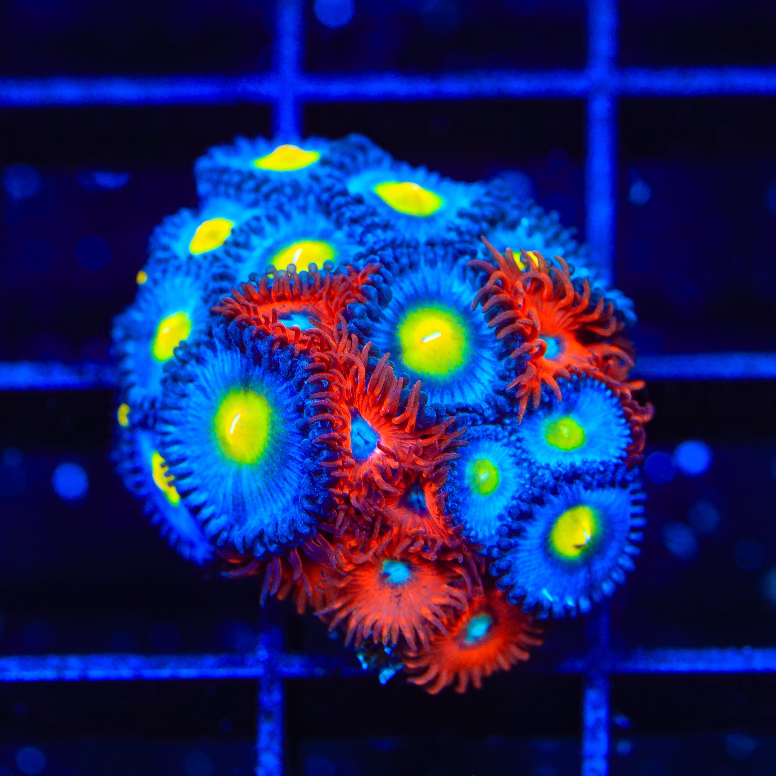 Charmander and AOI Combo Zoanthids Coral