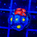 Charmander and AOI Zoanthids Coral