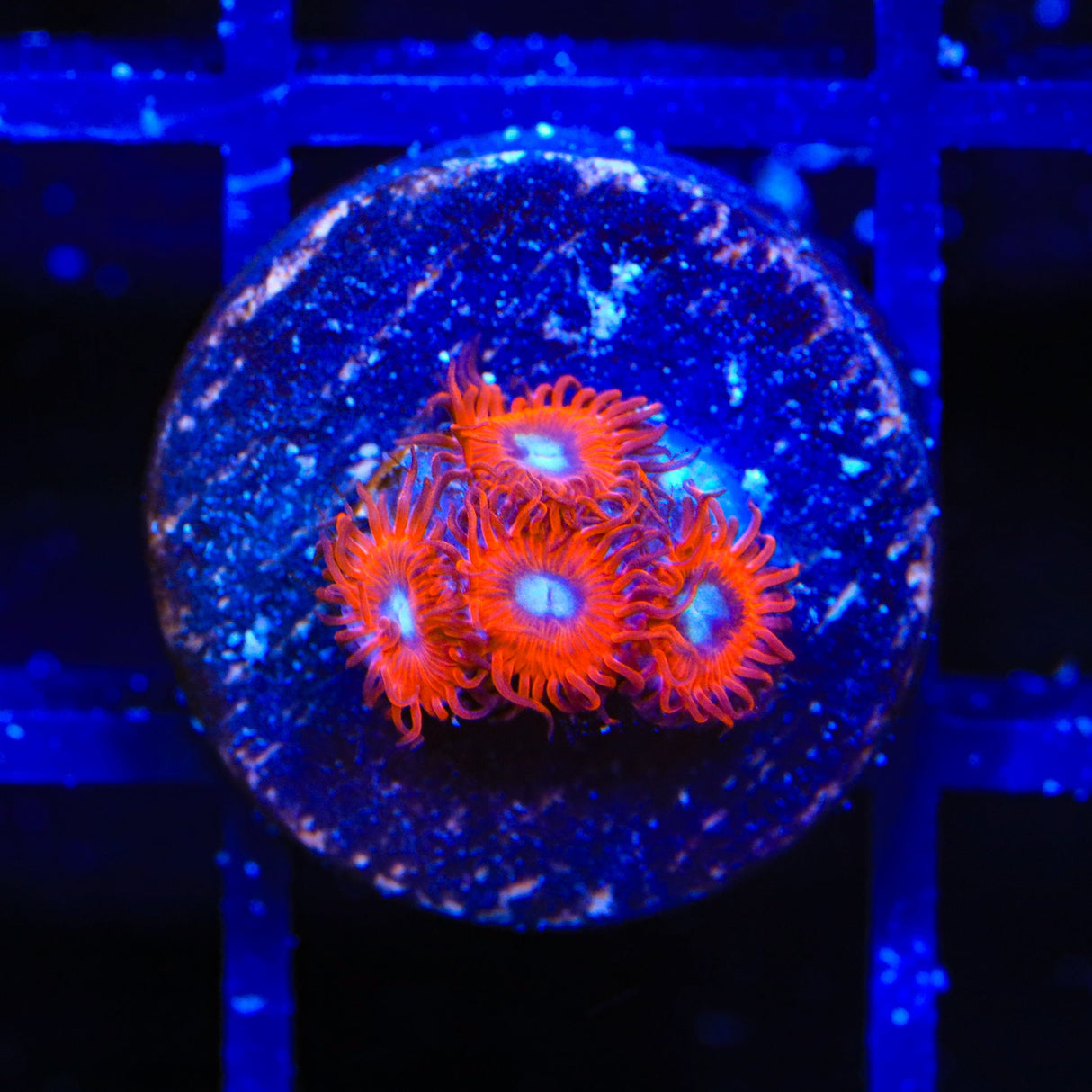 Charmander Zoanthids Coral