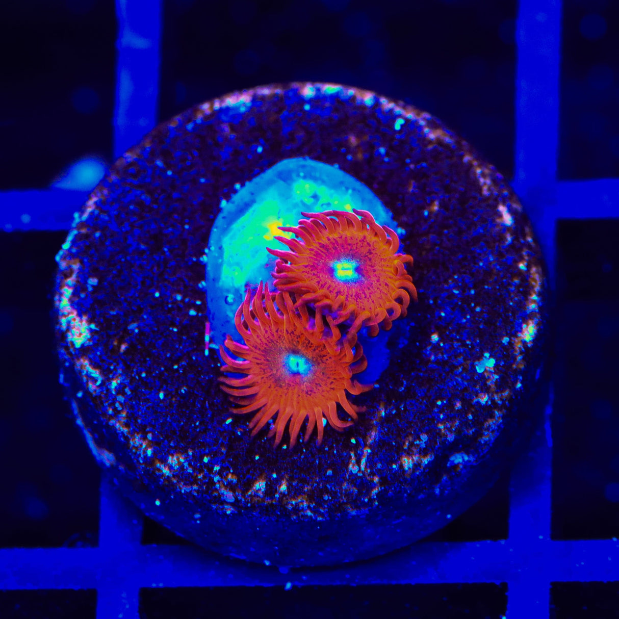 Charmander Zoanthids Coral