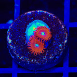 Charmander Zoanthids Coral