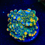 Chemtrail Yuma Coral