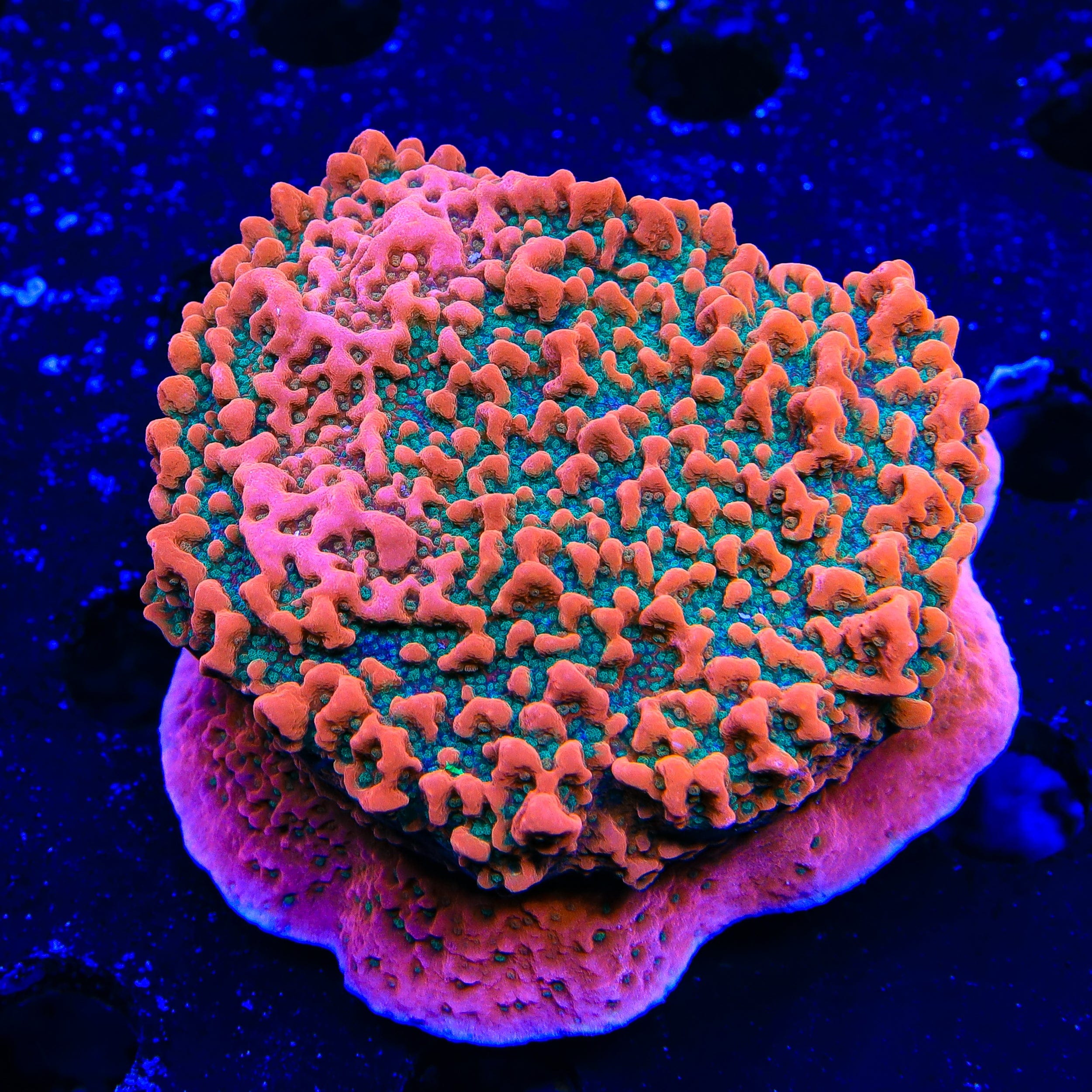 Live Corals for Sale – Page 44 – Top Shelf Aquatics