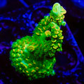 Chunky TSA Peter Pan Tenuis Acropora Coral