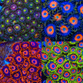 Citrus Eye Candy Zoanthid 4-Pack